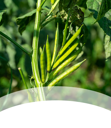 Čerstvé zelené fazuľové struky