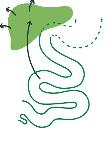 Ilustrácia čreva a pečene zobrazujúca vstrebávanie živín.
