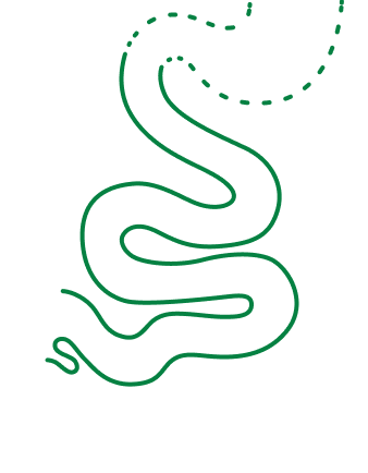 Ilustrácia tenkého čreva so znázornenými tráviacimi procesmi.