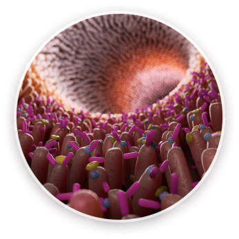 Ilustrácia ľudských čriev.