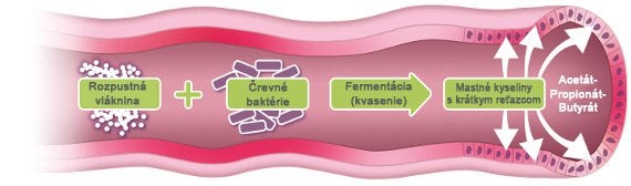 rozpustná vláknina a črevné baktérie